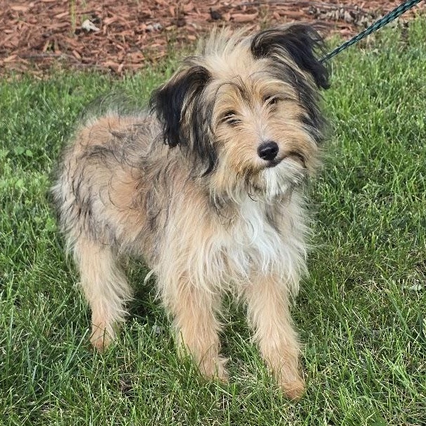 Enlarge Millie, an adopted mixed breed in Waterloo, IA image 1/3