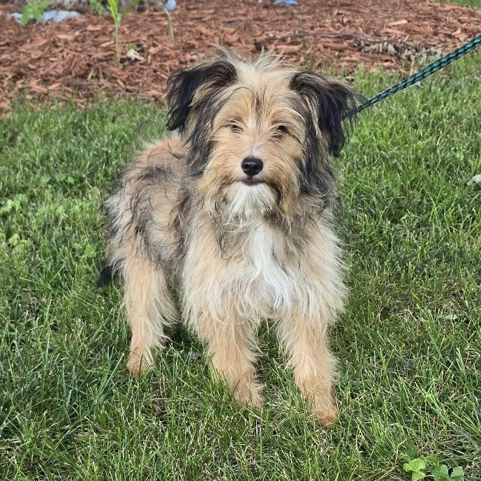 Enlarge Millie, an adopted mixed breed in Waterloo, IA image 2/3