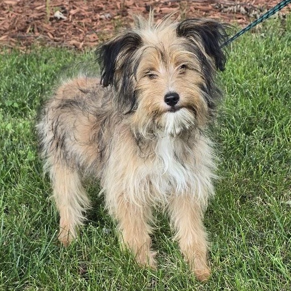 Enlarge Millie, an adopted mixed breed in Waterloo, IA image 3/3