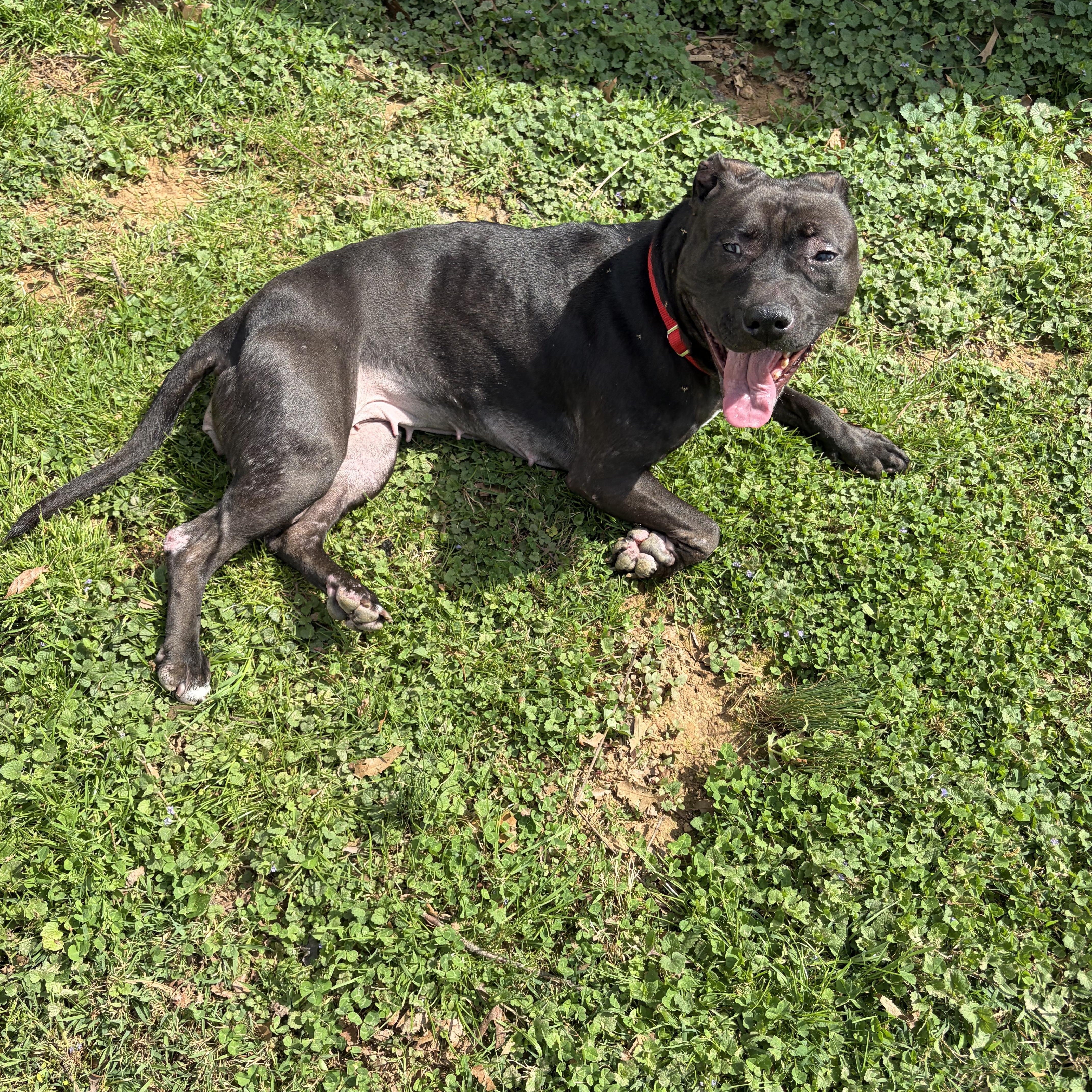 Enlarge Honey-The quiet dog that just wants to be with you, a ADOPTABLE mixed breed in Gaithersburg, MD image 2/3