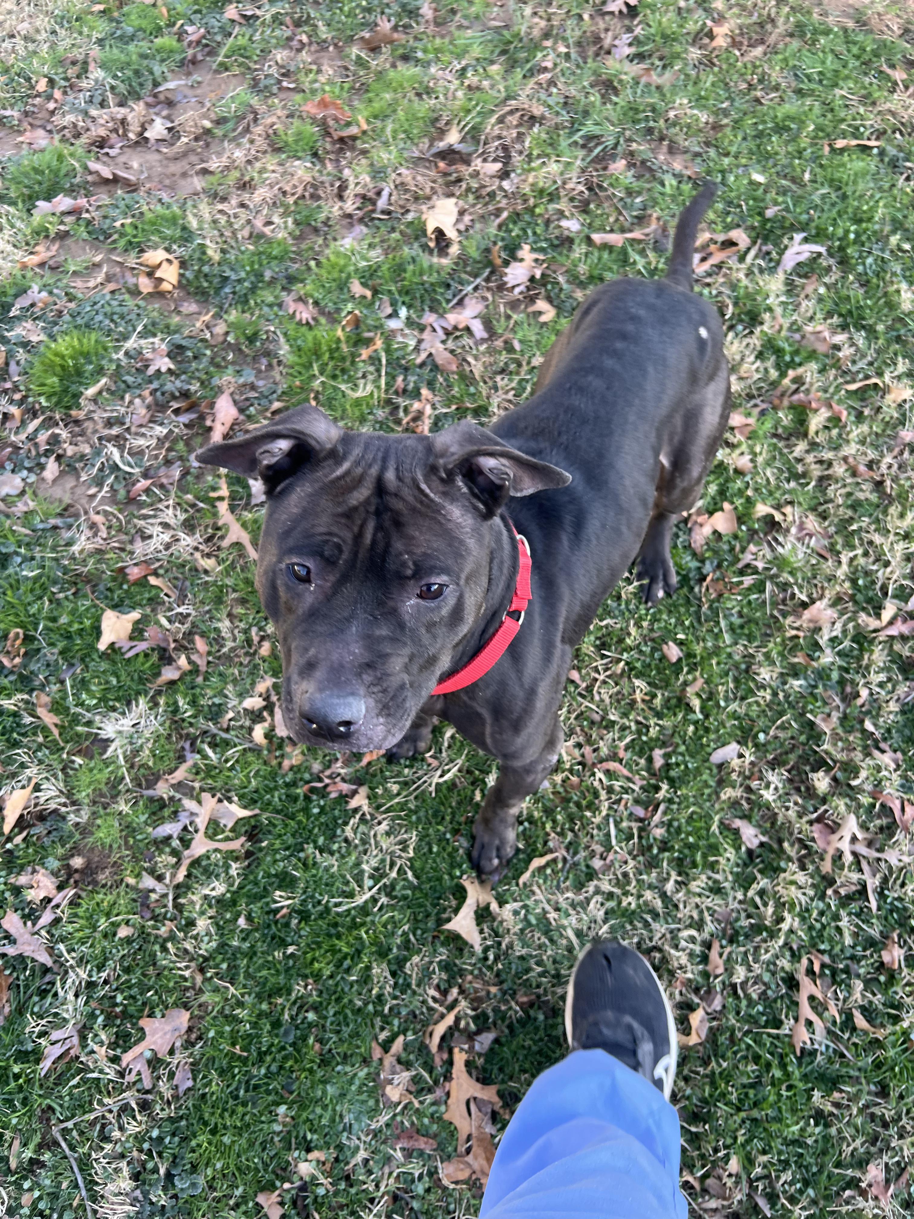 Ginger, ADOPTABLE, Adult Female Staffordshire Bull Terrier & Black Labrador Retriever.