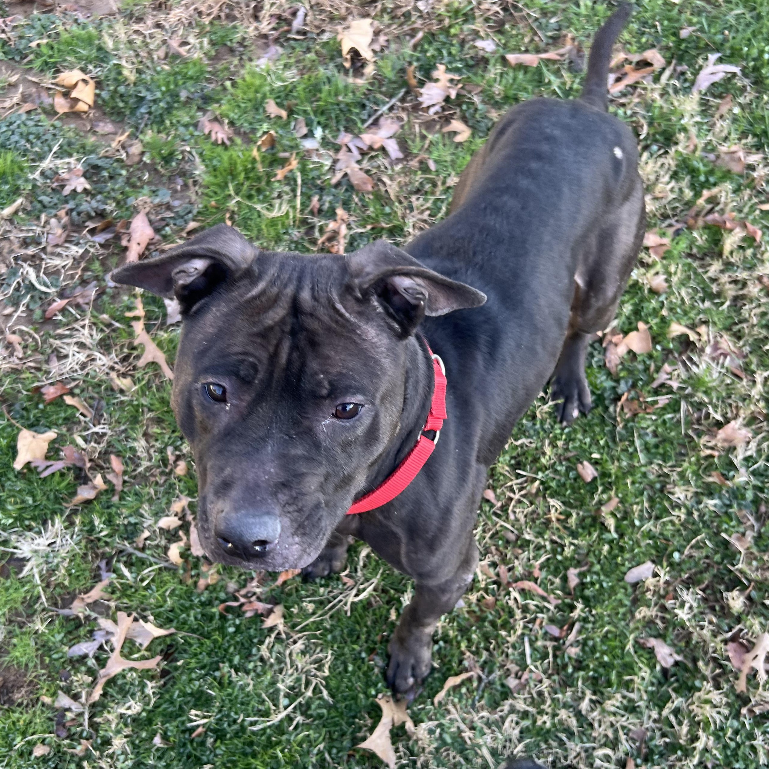 Enlarge Honey-The quiet dog that just wants to be with you, a ADOPTABLE mixed breed in Gaithersburg, MD image 1/3