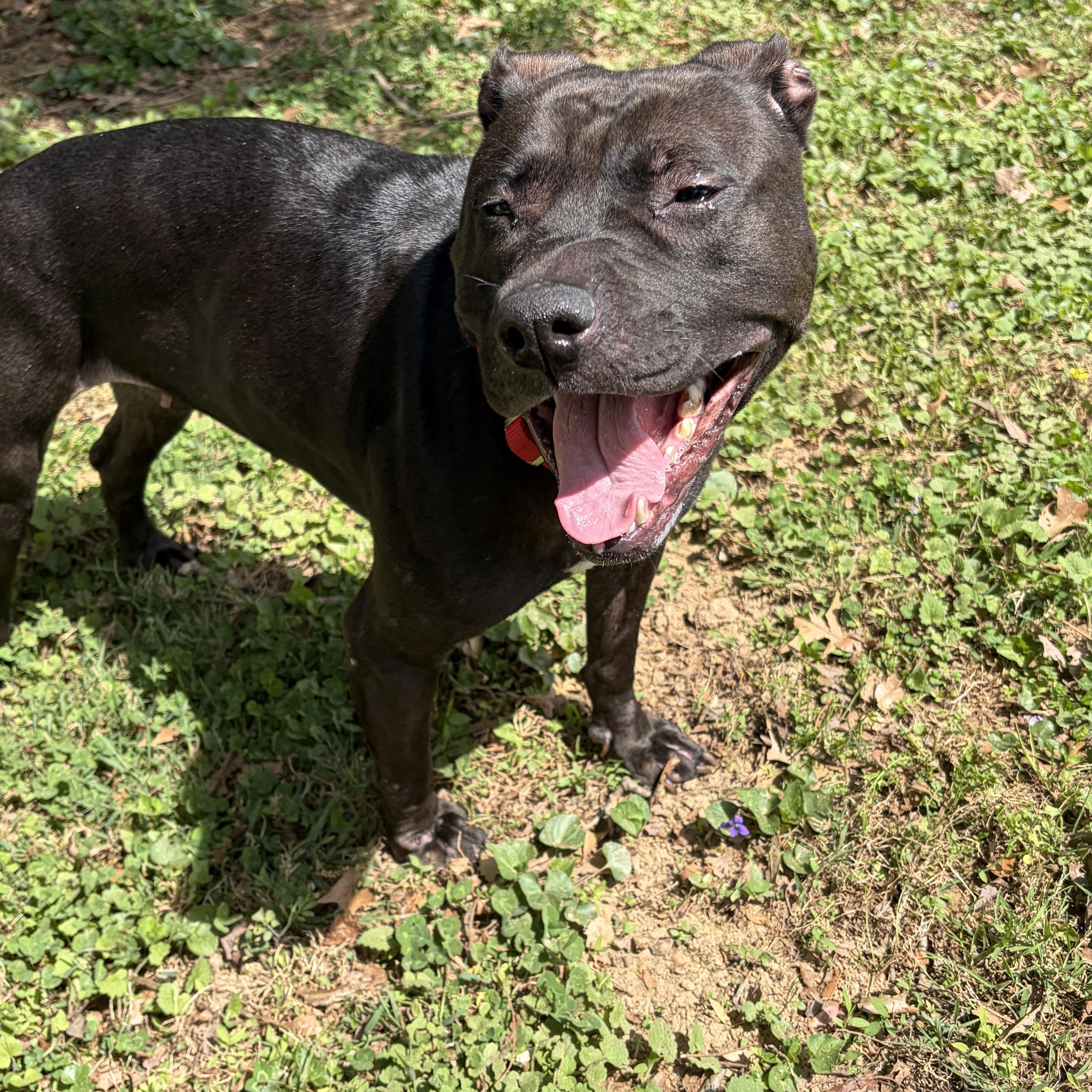 Enlarge Honey-The quiet dog that just wants to be with you, a ADOPTABLE mixed breed in Gaithersburg, MD image 3/3