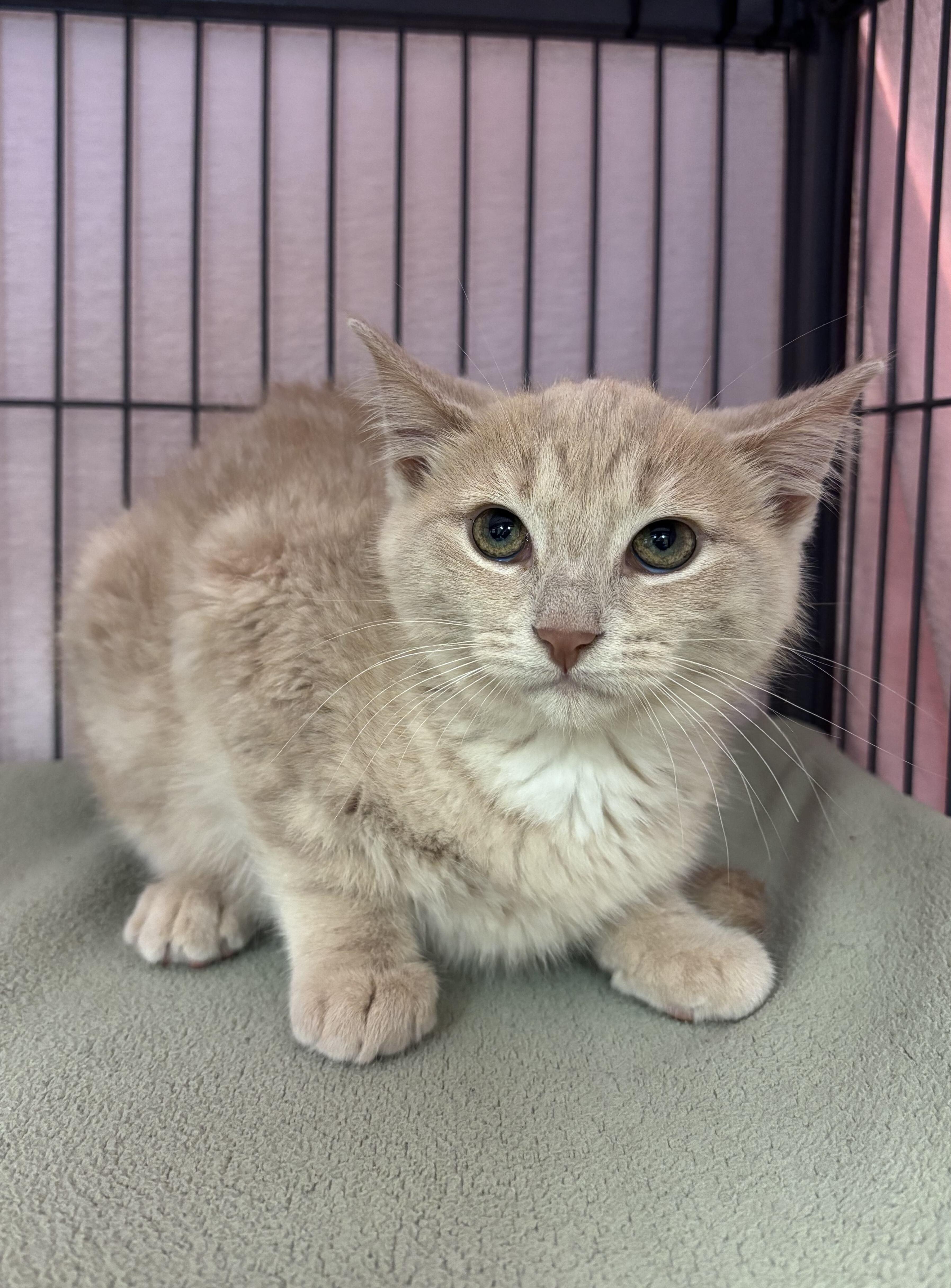 Enlarge Fiona, an adoption pending Domestic Short Hair in Bowmanville, ON image 3/3