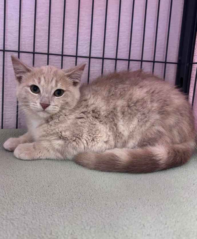 Enlarge Fiona, an adoption pending Domestic Short Hair in Bowmanville, ON image 1/3