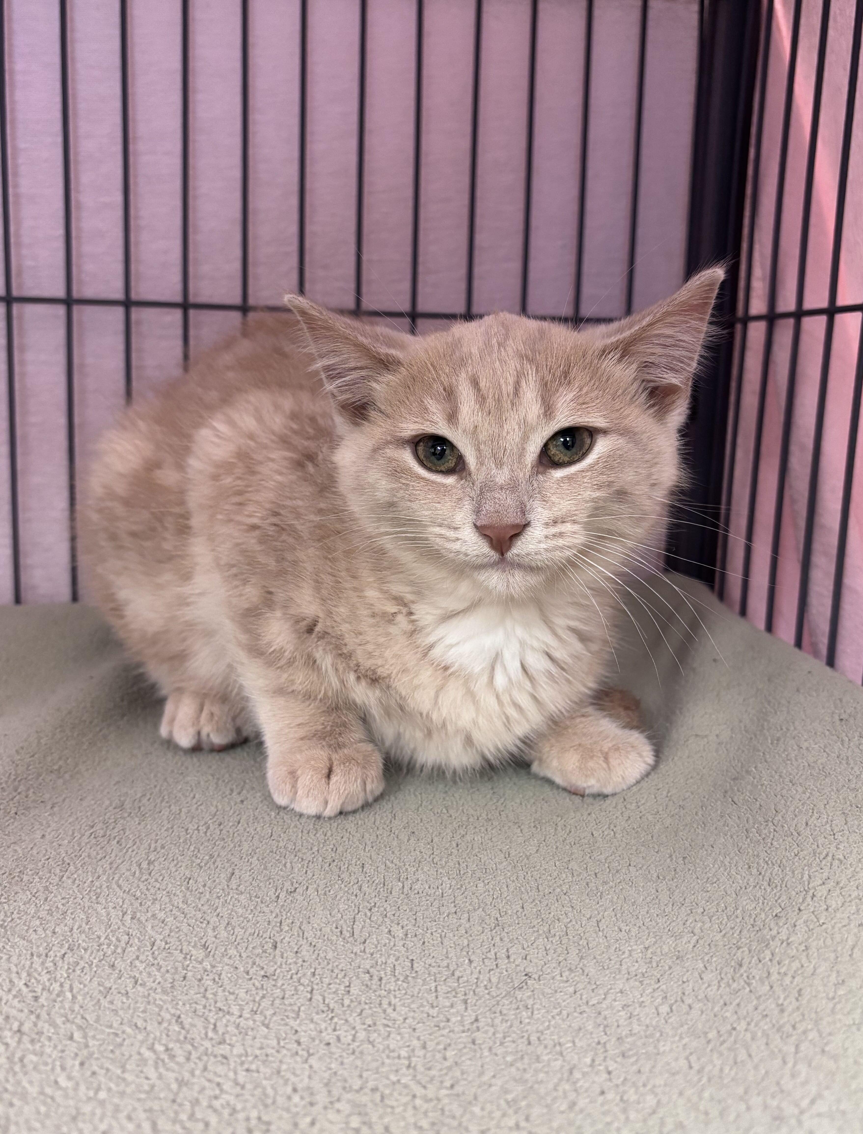 Enlarge Fiona, an adoption pending Domestic Short Hair in Bowmanville, ON image 2/3