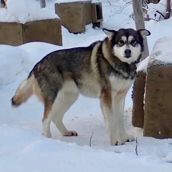 Elwah, ADOPTABLE, Senior Female Husky.
