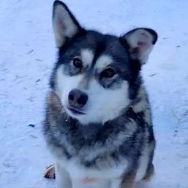 Enlarge Elwah, a ADOPTABLE Husky in Chugiak, AK image 2/2