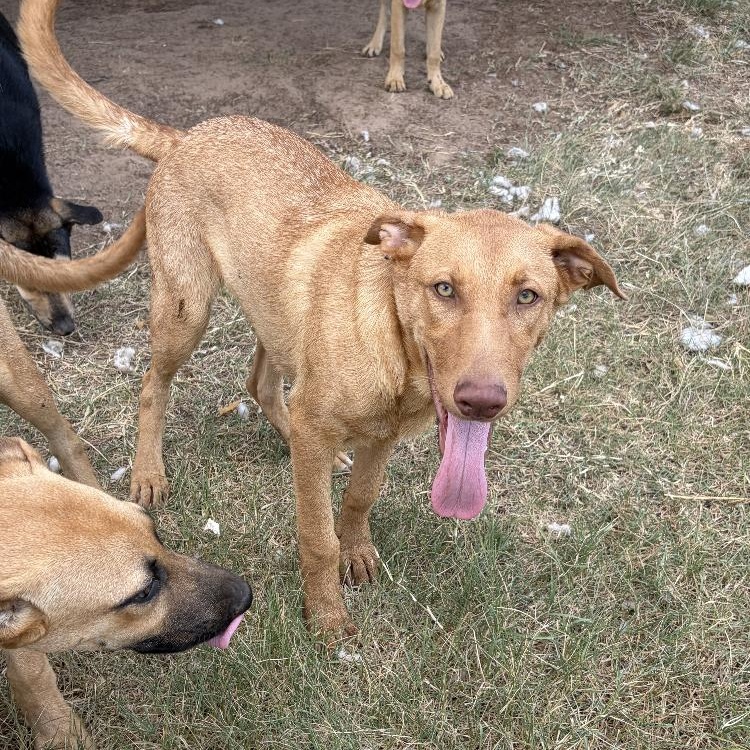 Enlarge Rusty, a Adoptable mixed breed in Arvada, CO image 1/4