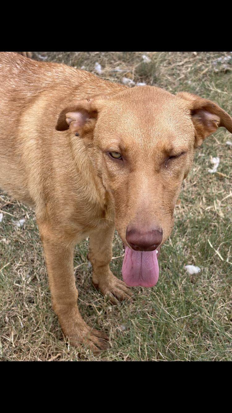 Enlarge Rusty, a Adoptable mixed breed in Arvada, CO image 3/4