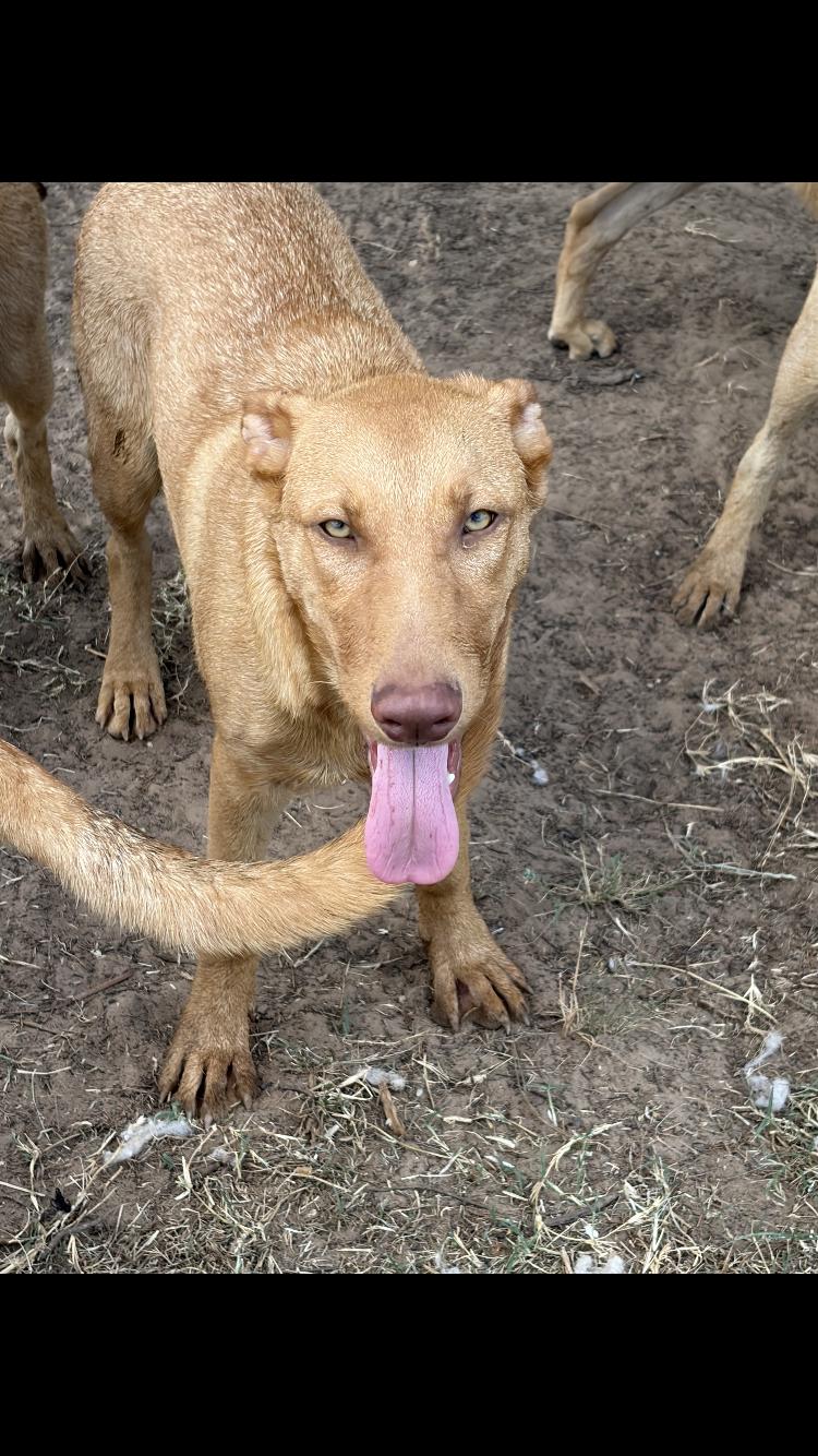 Enlarge Rusty, a Adoptable mixed breed in Arvada, CO image 2/4