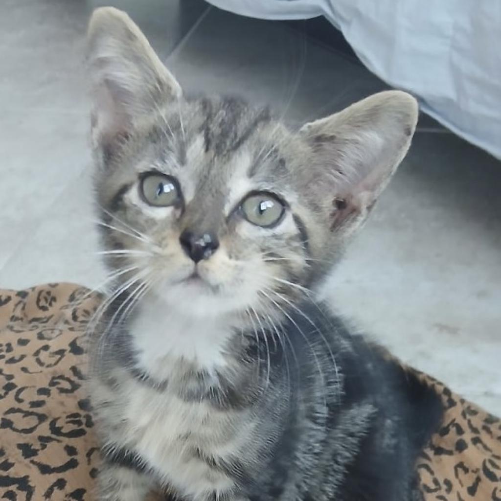 Enlarge Oliver, a Adoptable Domestic Short Hair in Oakland Park, FL image 1/4