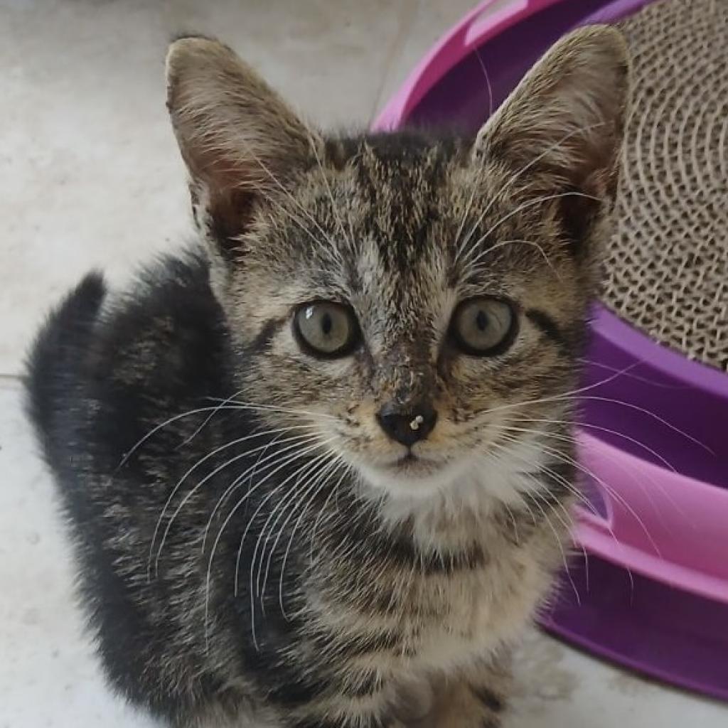 Enlarge Oliver, a Adoptable Domestic Short Hair in Oakland Park, FL image 2/4