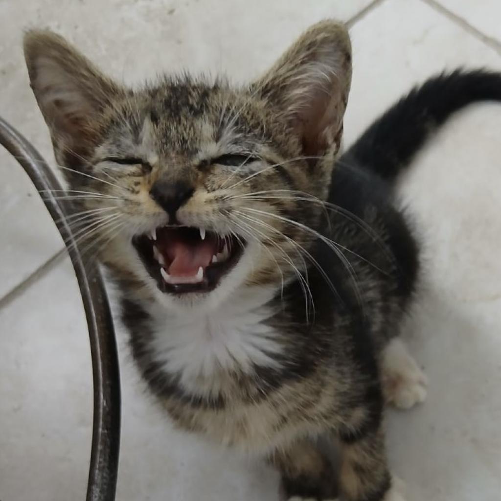 Enlarge Oliver, a Adoptable Domestic Short Hair in Oakland Park, FL image 3/4