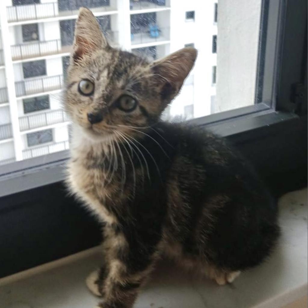 Enlarge Oliver, a Adoptable Domestic Short Hair in Oakland Park, FL image 4/4