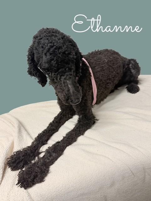 Enlarge Ethanne, a Adopted Standard Poodle in Tulsa, OK image 2/4