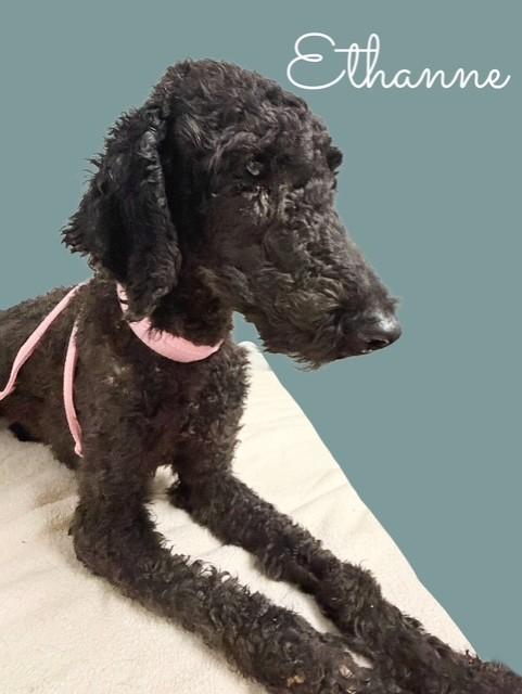 Enlarge Ethanne, a Adopted Standard Poodle in Tulsa, OK image 1/4