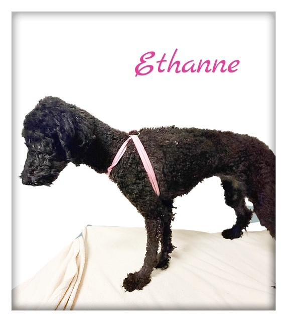 Enlarge Ethanne, a Adopted Standard Poodle in Tulsa, OK image 3/4