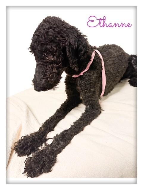 Enlarge Ethanne, a Adopted Standard Poodle in Tulsa, OK image 4/4