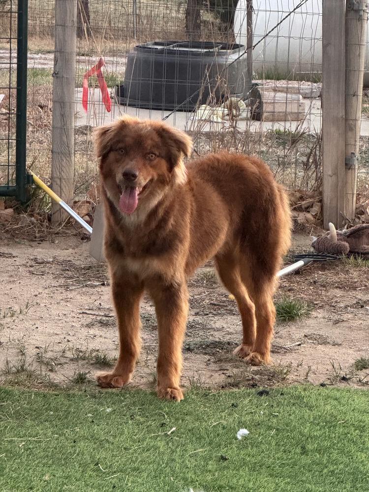 Cinnamon, Adoptable, Young Male Australian Shepherd.