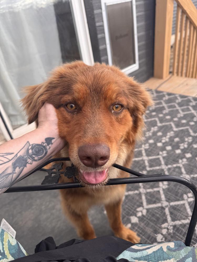 Enlarge Cinnamon, a Adoptable mixed breed in Parker, CO image 4/6