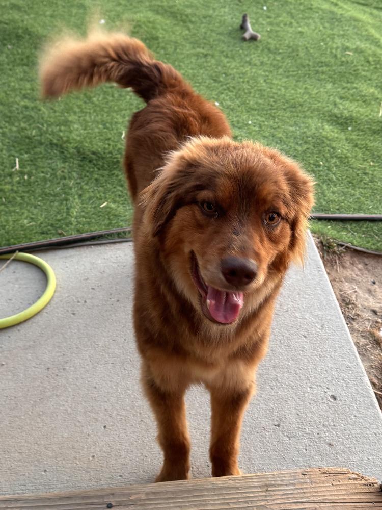 Enlarge Cinnamon, a Adoptable mixed breed in Parker, CO image 5/6