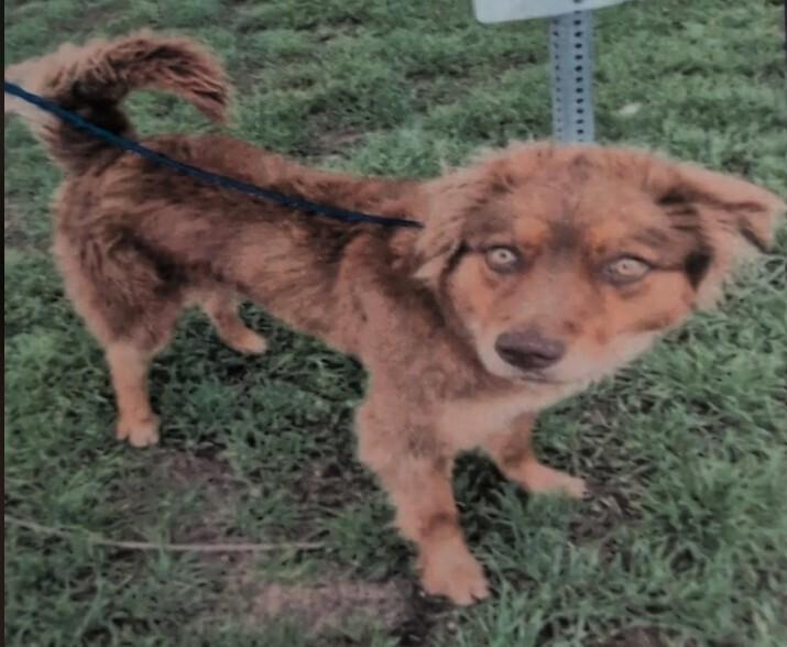 Enlarge Cinnamon, a Adoptable mixed breed in Parker, CO image 6/6