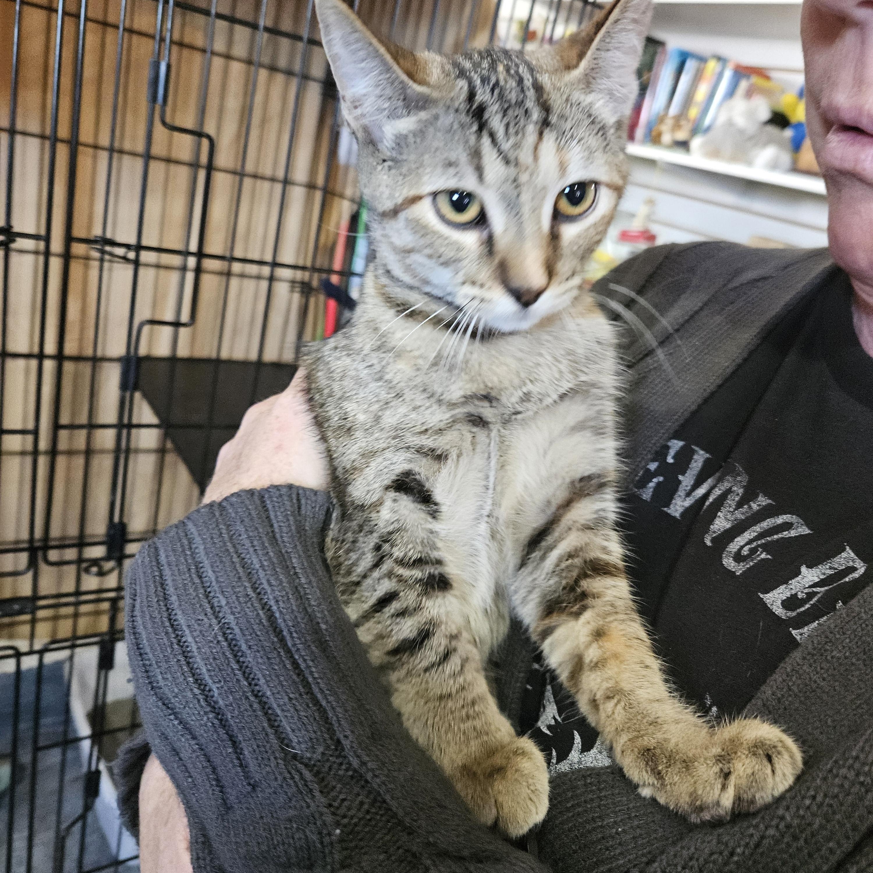 Stripes, an adoptable Domestic Short Hair in Alpine, TX, 79830 | Photo Image 1
