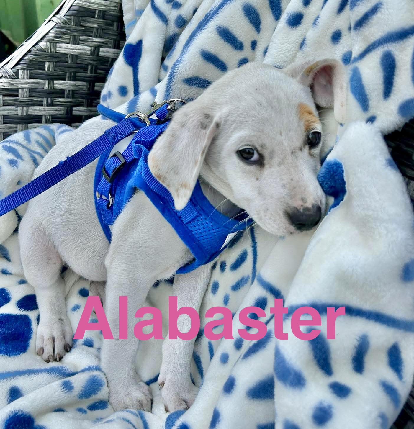 Enlarge Alabaster , a Adoptable mixed breed in Brattleboro , VT image 2/6
