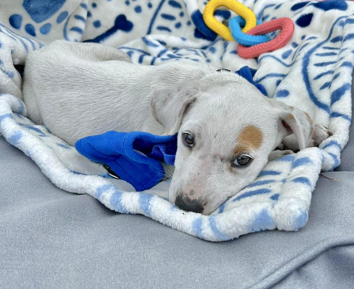 Enlarge Alabaster , a Adoptable mixed breed in Brattleboro , VT image 4/6