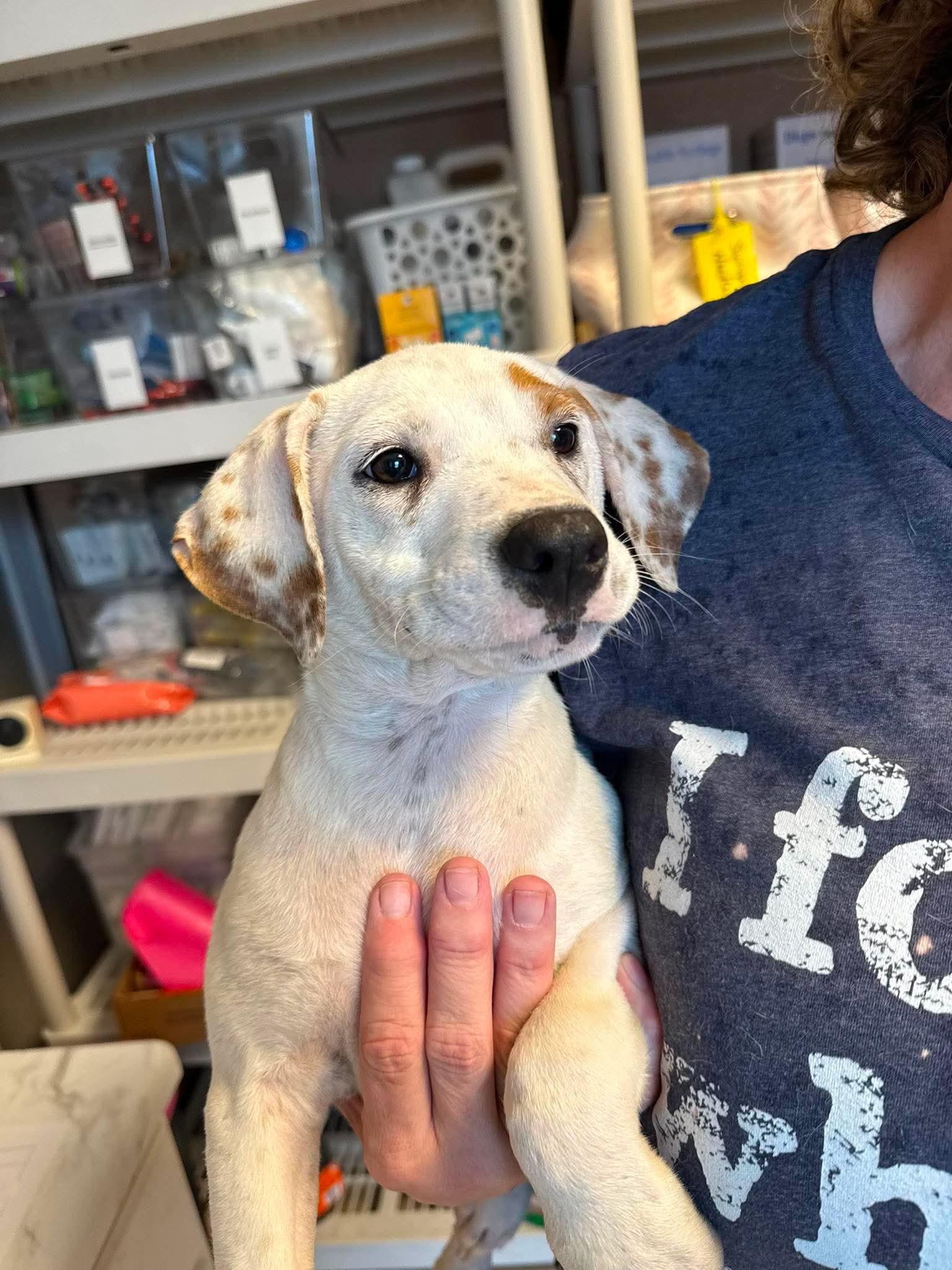 Enlarge Alabaster , a Adoptable mixed breed in Brattleboro , VT image 3/6