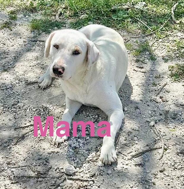 Enlarge Alabaster , a Adoptable mixed breed in Brattleboro , VT image 5/6
