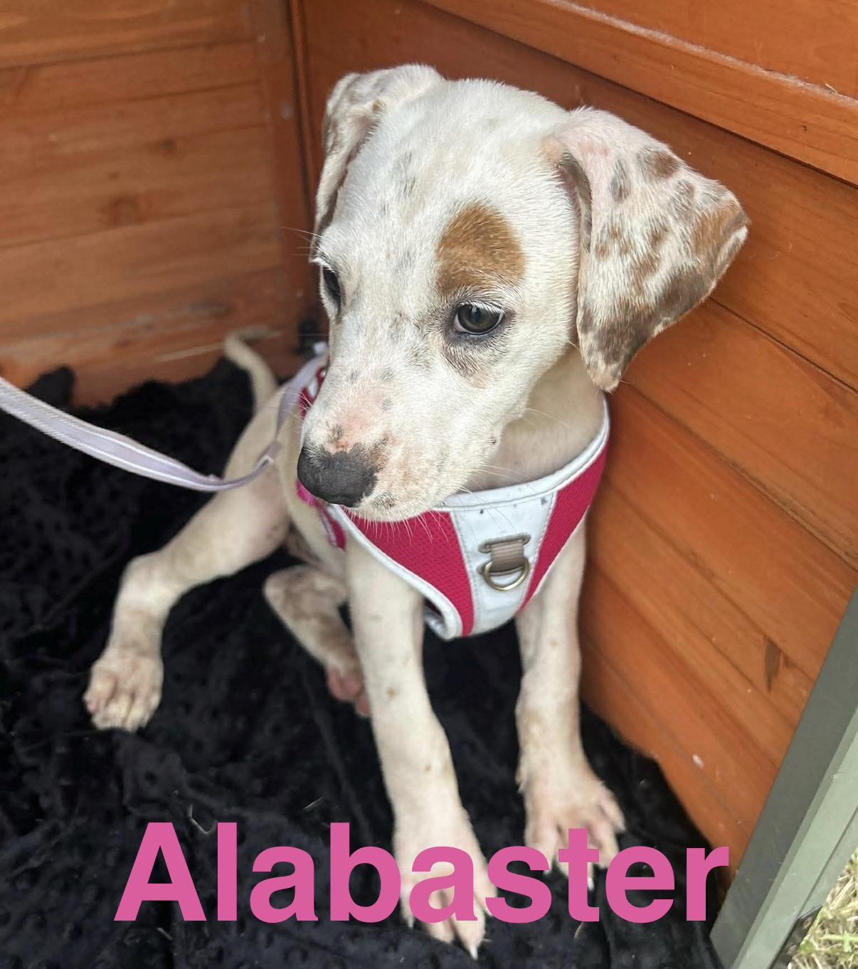 Enlarge Alabaster , a Adoptable mixed breed in Brattleboro , VT image 1/6