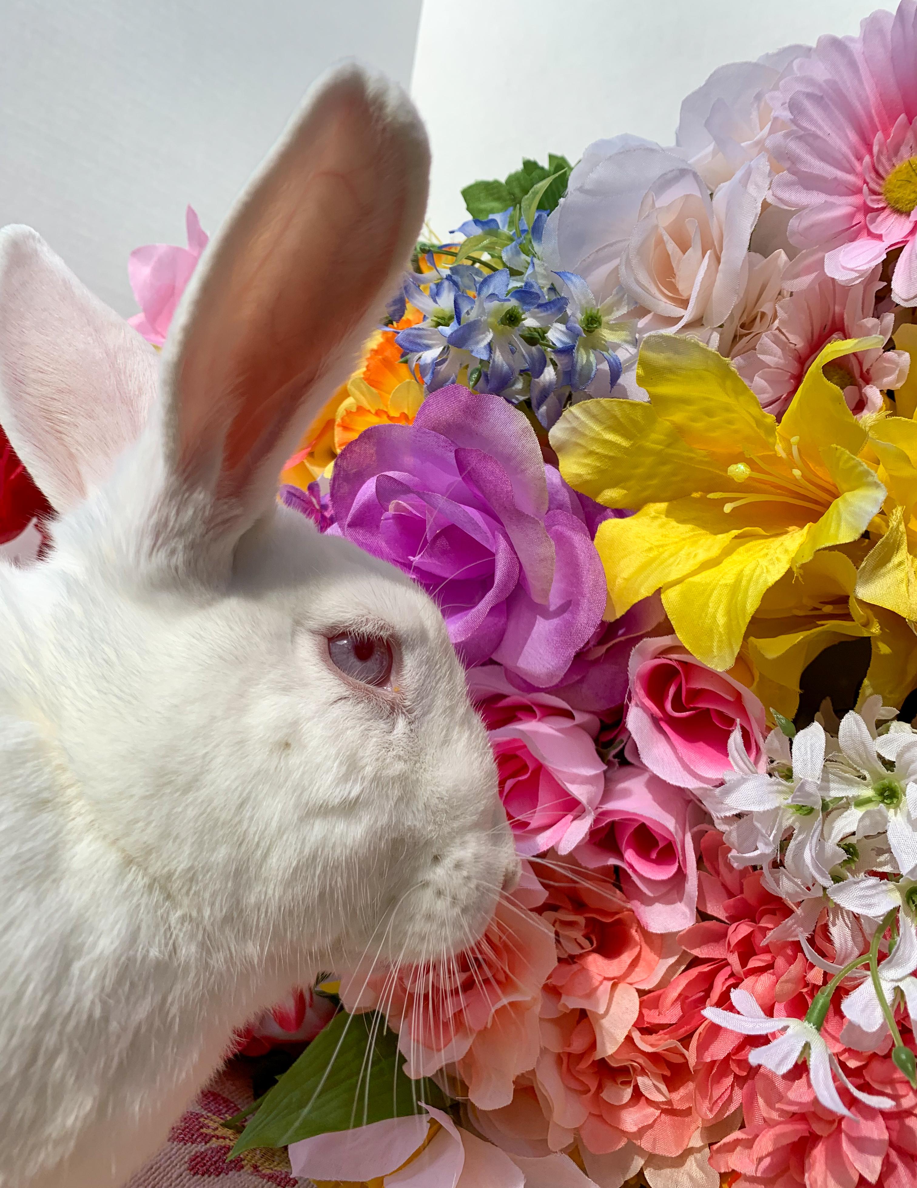 Theodore- Bonded with Shadow, Adoptable, Adult Male American & New Zealand.