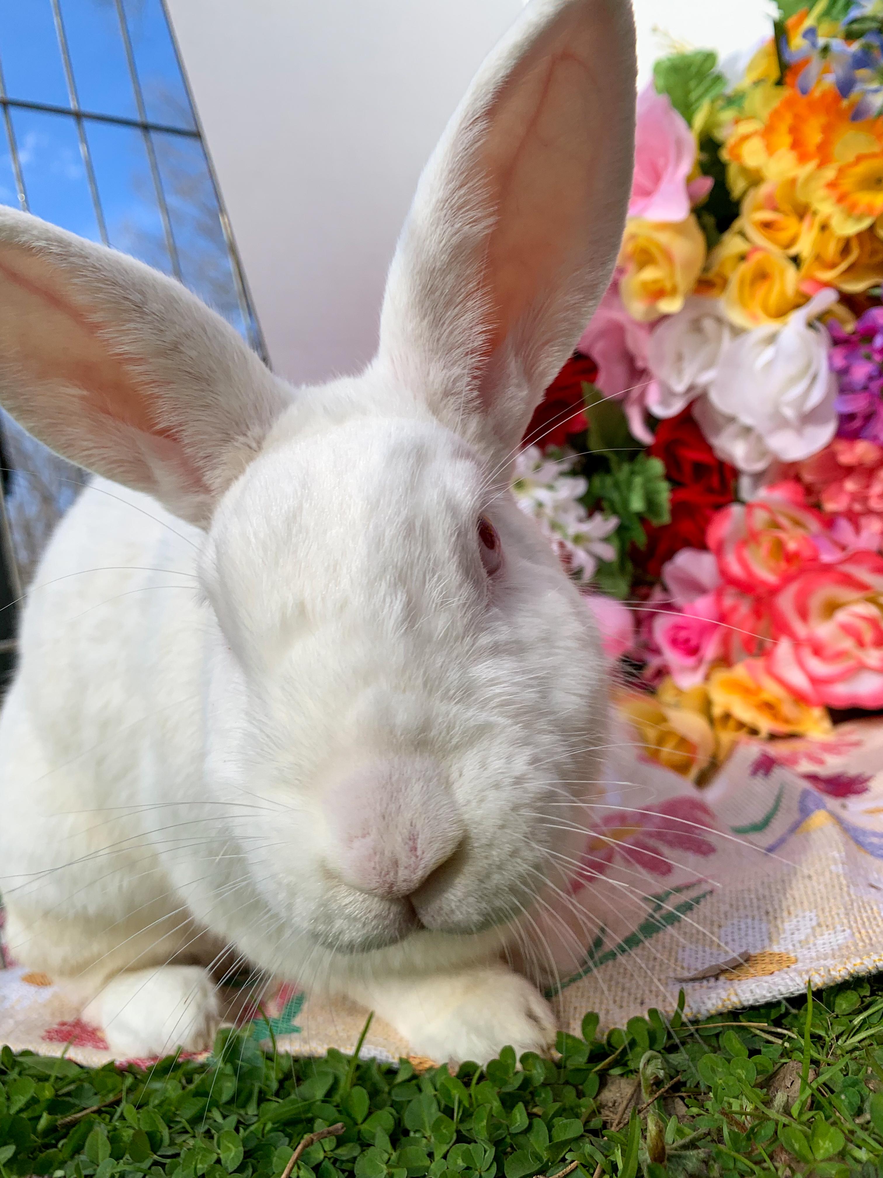 Enlarge Theodore- Bonded with Shadow, a Adoptable mixed breed in Midlothian, VA image 4/5