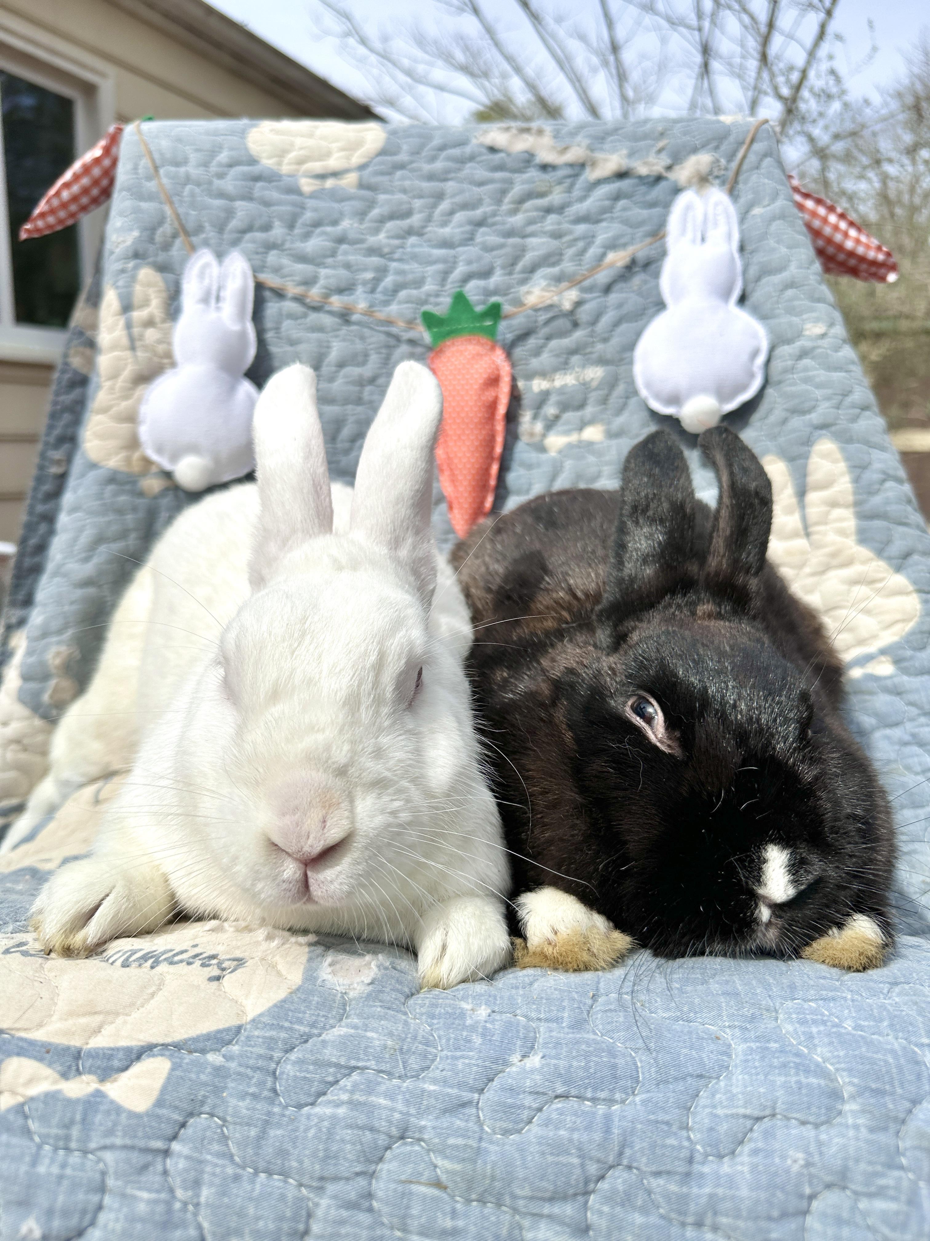 Enlarge Theodore- Bonded with Shadow, a Adoptable mixed breed in Midlothian, VA image 2/5