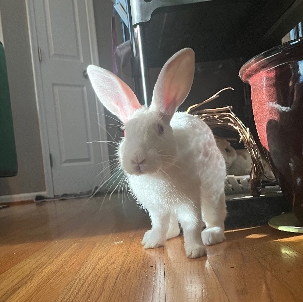 Enlarge Theodore- Bonded with Shadow, a Adoptable mixed breed in Midlothian, VA image 3/5