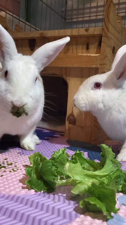 Enlarge Theodore & Tater, a Adoptable mixed breed in Midlothian, VA video 2/5