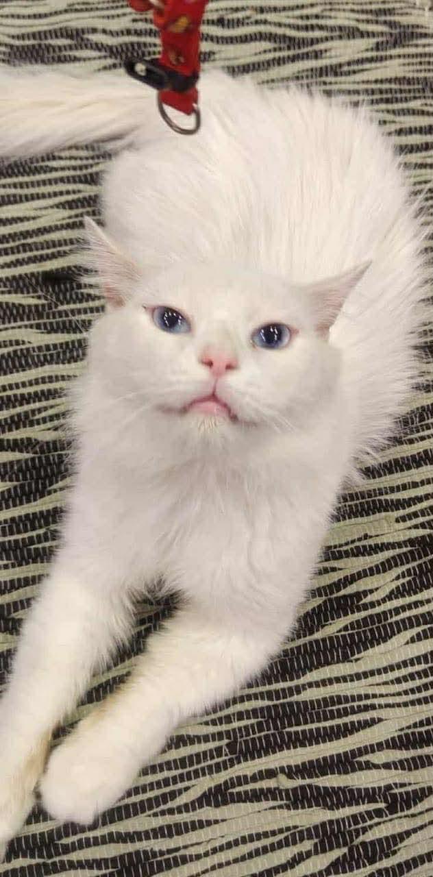 Enlarge Jeremiah, a Adoptable Persian in Woodmere, NY image 4/5