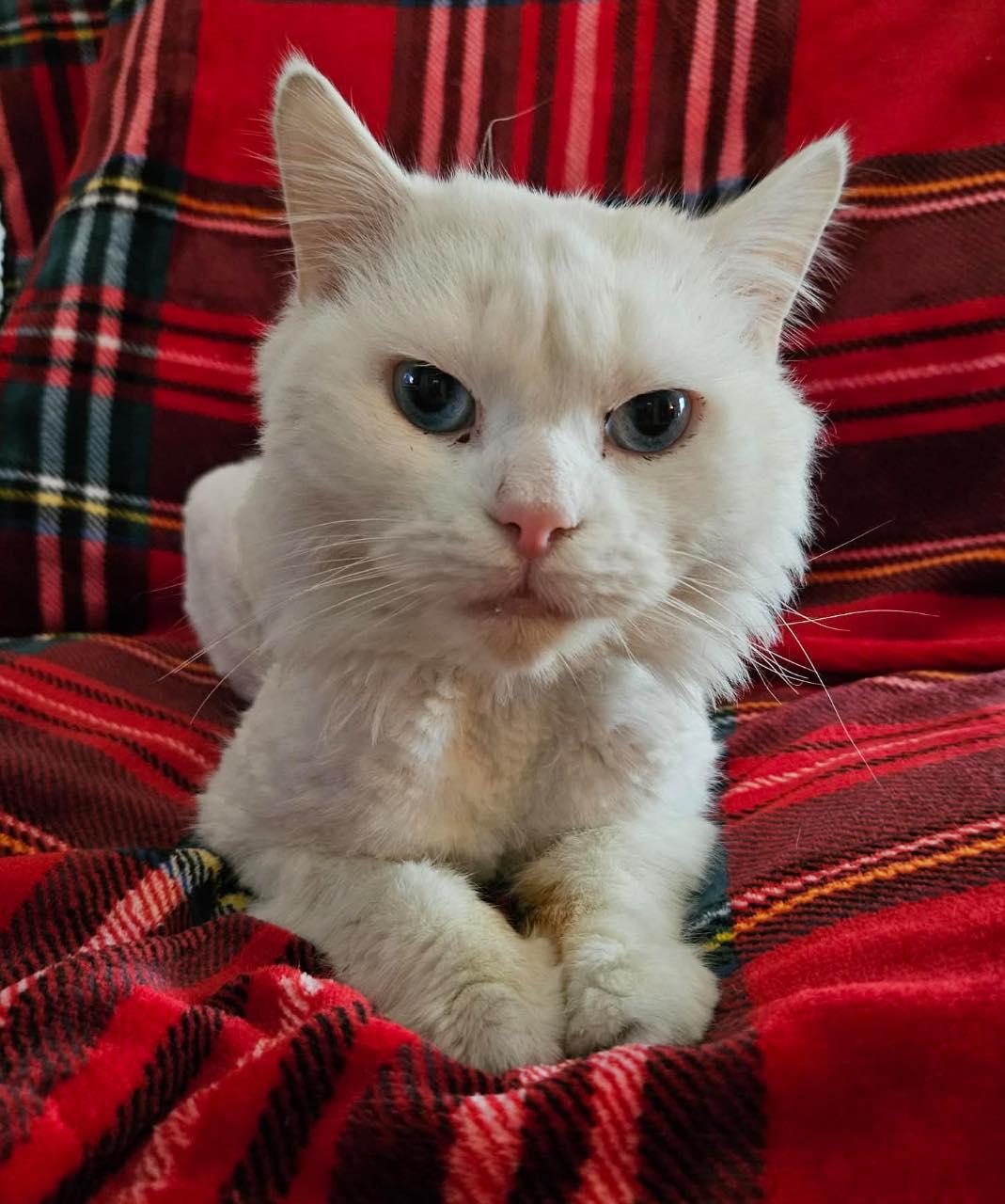 Enlarge Jeremiah, a Adoptable Persian in Woodmere, NY image 2/5