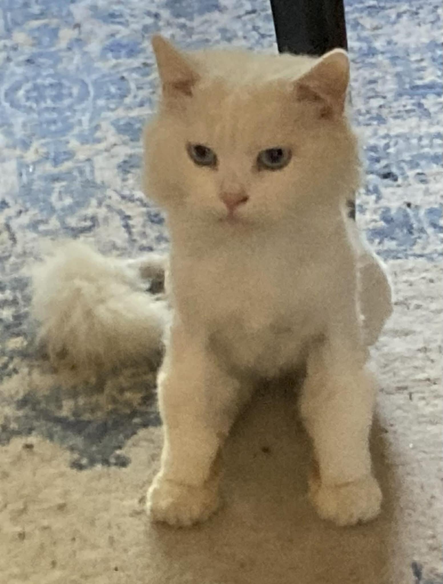 Jeremiah, Adoptable, Adult Male Persian.