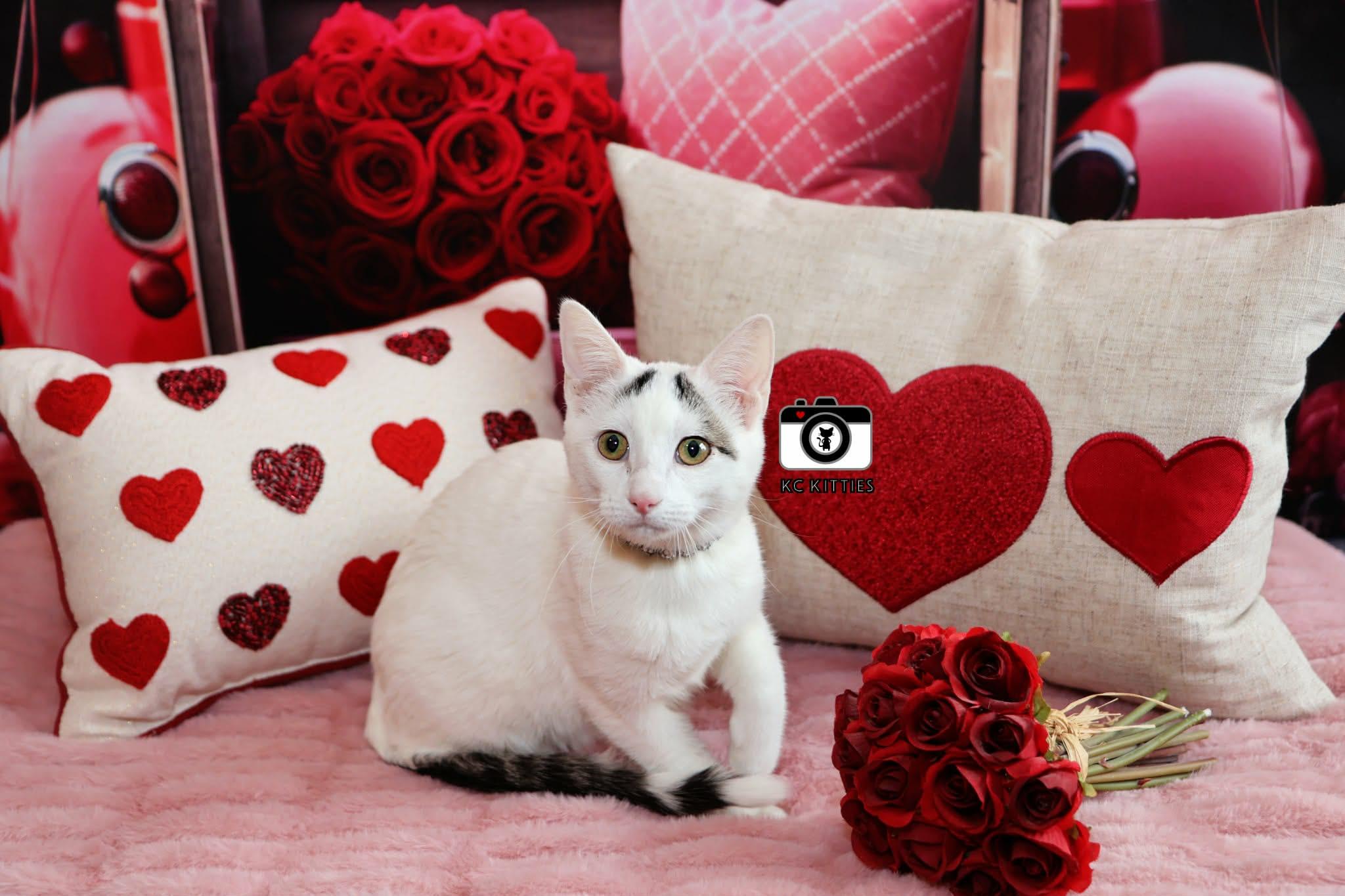 Enlarge Pink Pony, a ADOPTABLE Domestic Short Hair in Overland Park, KS image 5/5