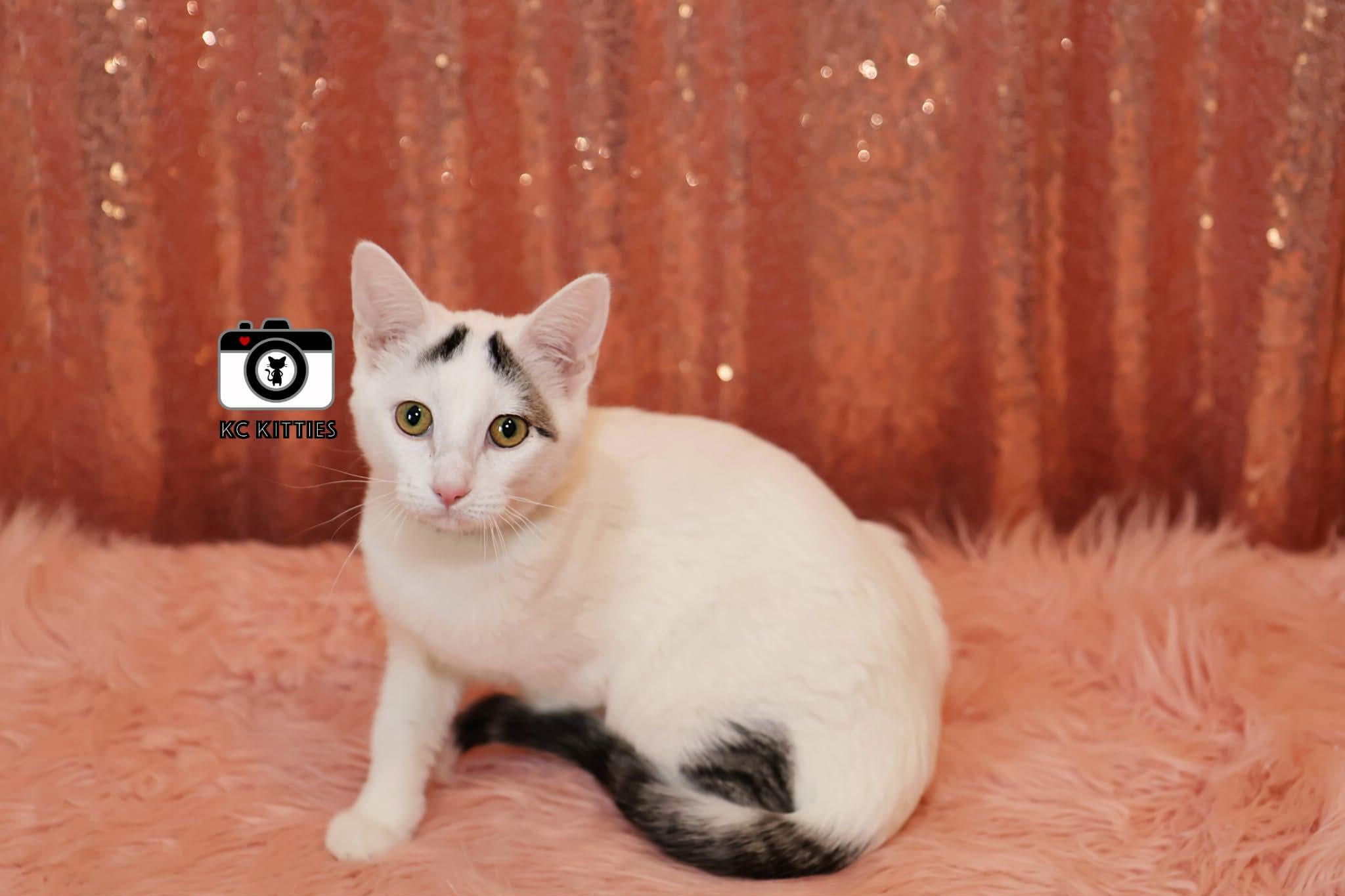 Enlarge Pink Pony, a ADOPTABLE Domestic Short Hair in Overland Park, KS image 1/5