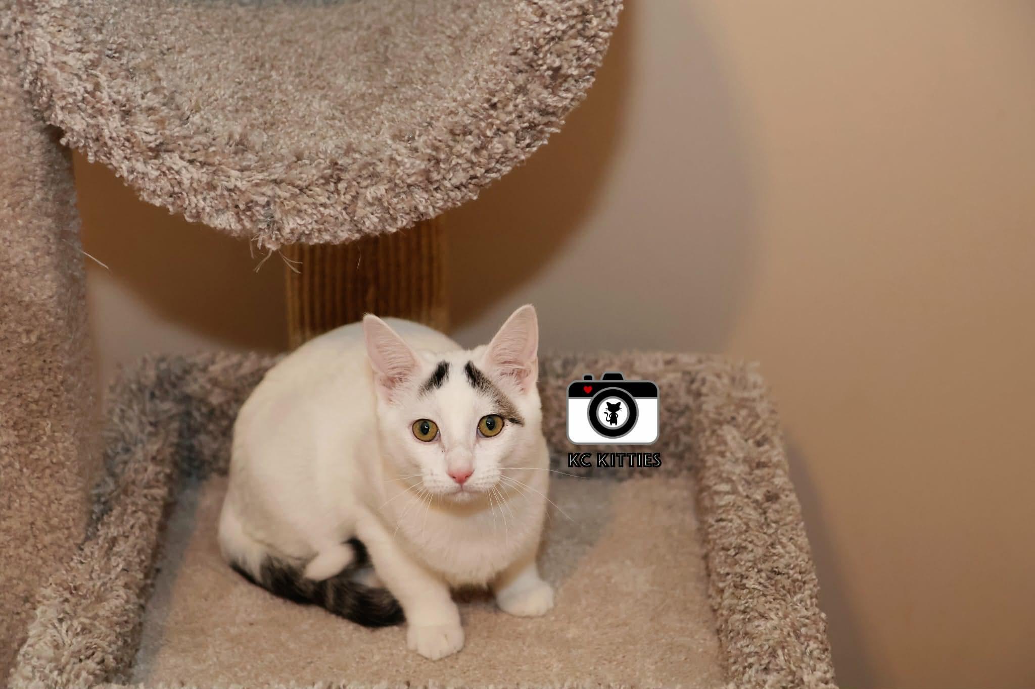 Enlarge Pink Pony, a ADOPTABLE Domestic Short Hair in Overland Park, KS image 3/5
