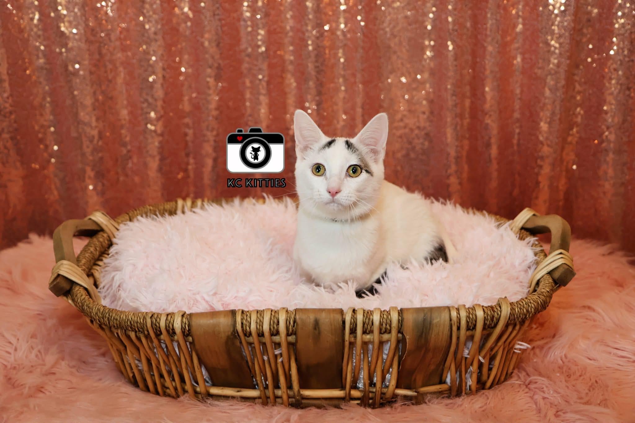 Enlarge Pink Pony, a ADOPTABLE Domestic Short Hair in Overland Park, KS image 2/5