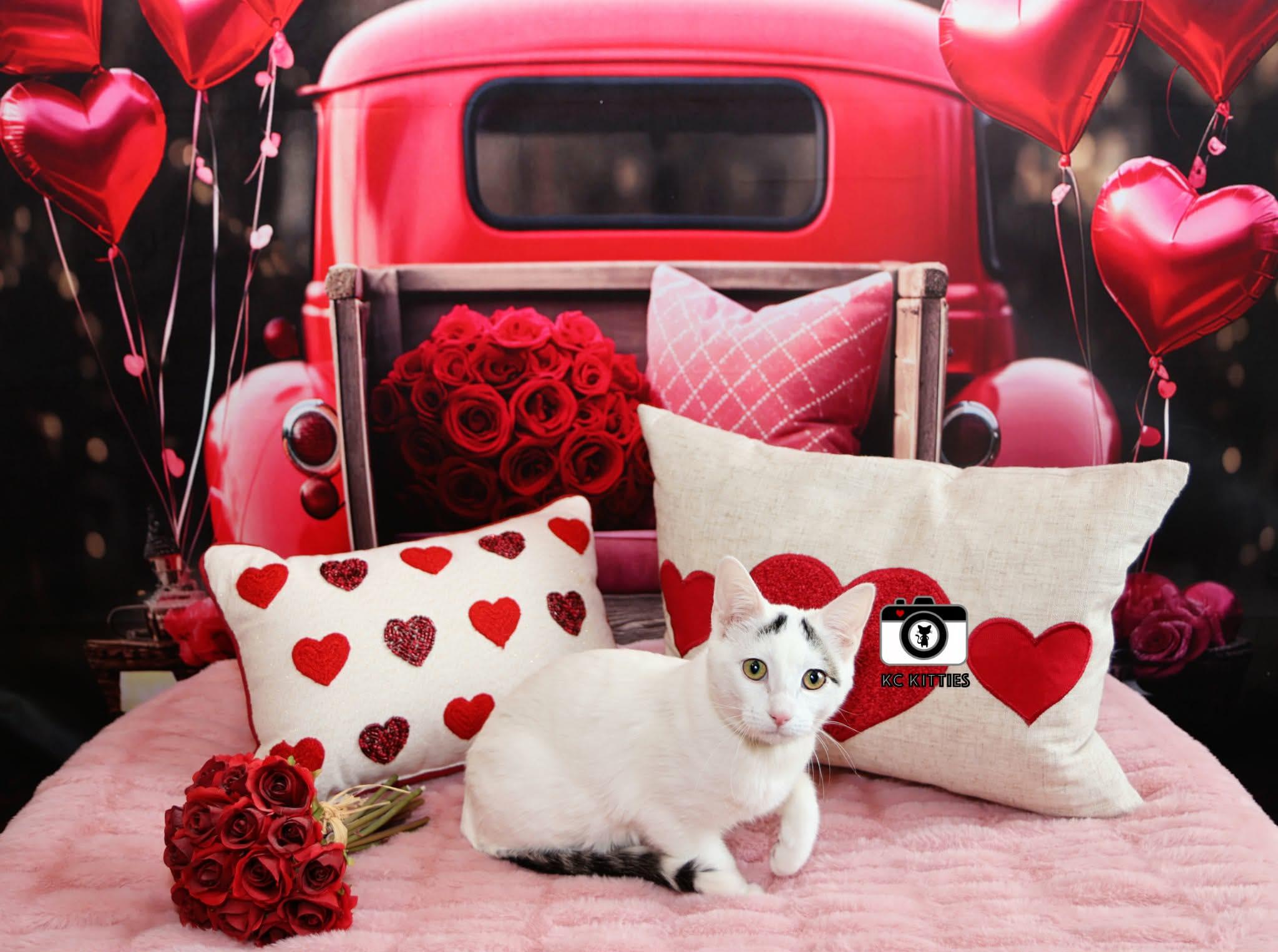 Enlarge Pink Pony, a ADOPTABLE Domestic Short Hair in Overland Park, KS image 4/5