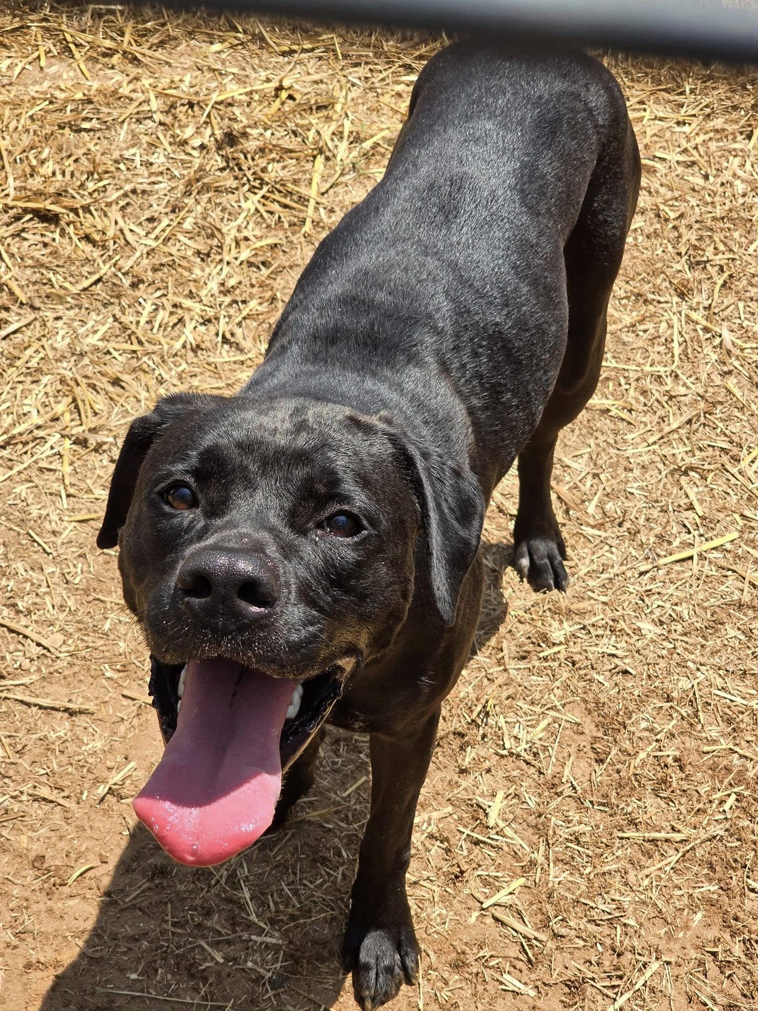 Ghost, a Adopted mixed breed in Hickory, NC image 1/6