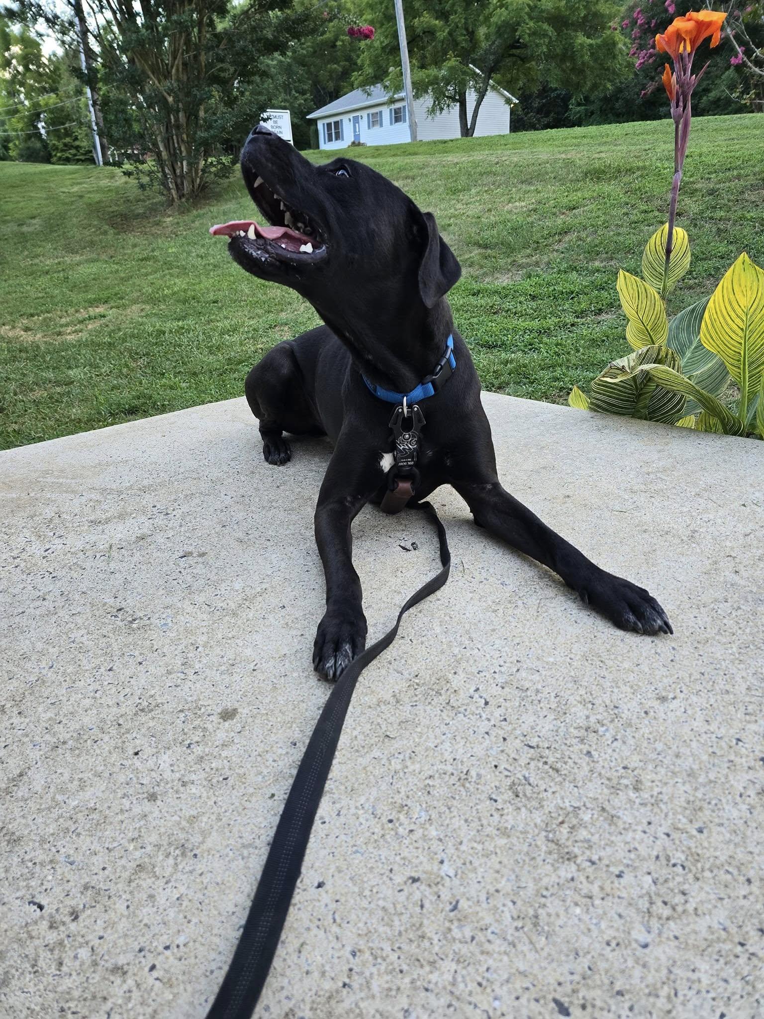 Ghost, a Adopted mixed breed in Hickory, NC image 5/6