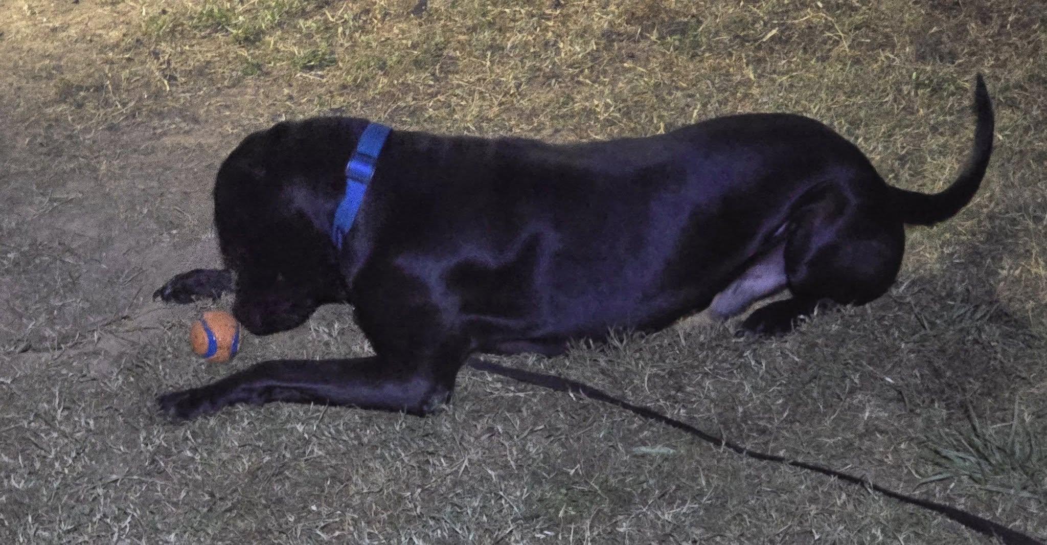 Ghost, a Adopted mixed breed in Hickory, NC image 6/6