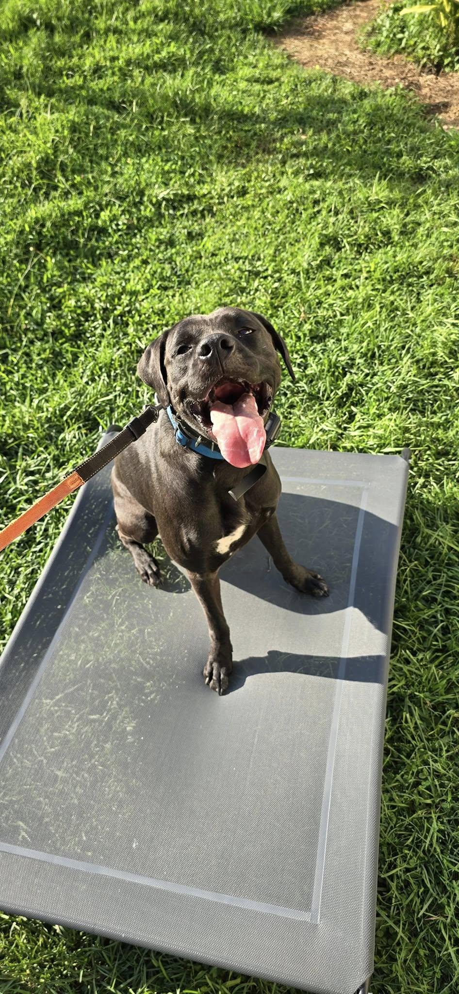 Ghost, a Adopted mixed breed in Hickory, NC image 4/6